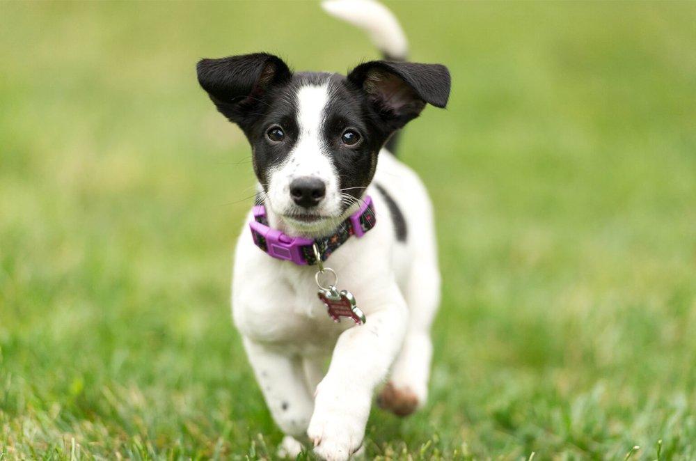 Border Collie Jack Russell Mix Dog
